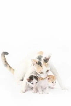 Protective mother cat with her two babies on the white background Stock Photos
