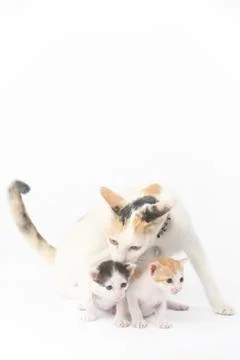 Protective mother cat with her two babies on the white background Stockfoto's