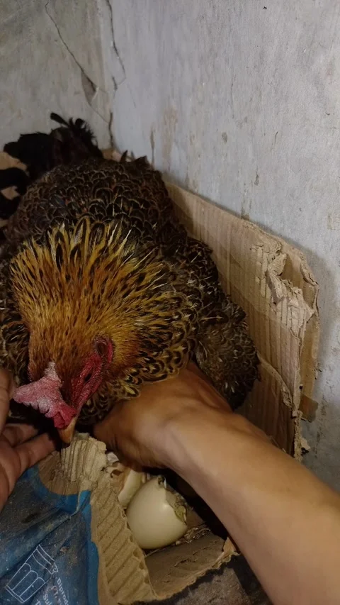 A protective mother hen brooding her eggs in a rustic cardboard nest Vidéo 332693134