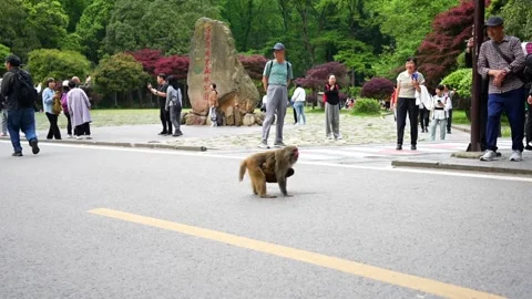 Protective mother monkey with baby confronting a man in a park Vídeos de archivo 336694312