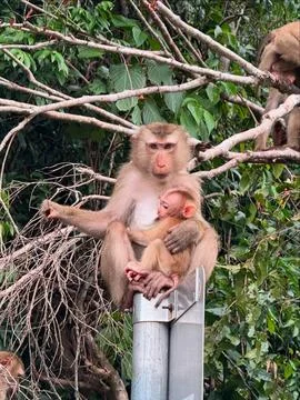 Protective Mother Monkey Guards Her Baby Stock Photos