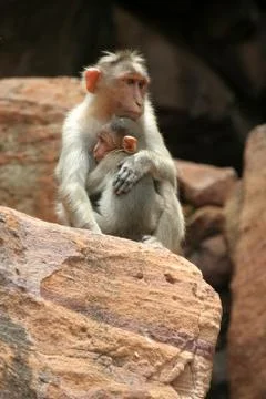 Protective Mother Stock Photos