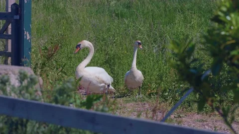Protective Mute Swans Warning Off Predators From Family Stock Footage 133246678