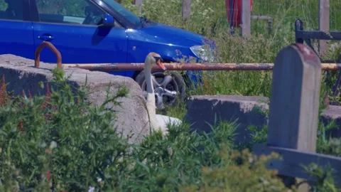 Protective Mute Swans Warning Off Predators From Family In Car Park Stock Footage 133251793