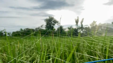 Protective Net Over Rice Field to Prevent Bird Damage Stock Footage 326920259
