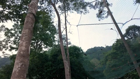 Protective netting suspended among tall tropical trees Stock Footage 337980642