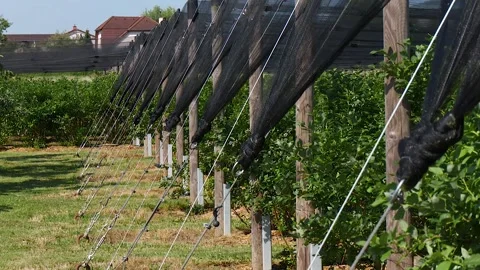 Protective Netting System at Blueberry Plantation Stock-Footage 344529948