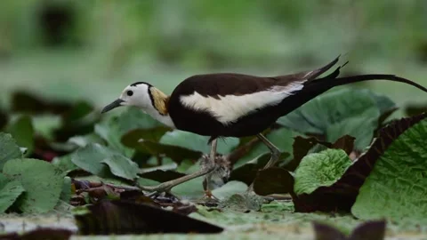Protective Pheasant Tailed Jacana Watching Over Chicks in Wetland Vídeos de archivo 345887896
