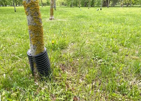 Protective plastic collar around tree trunk in a grassy park area, with green Stock Photos