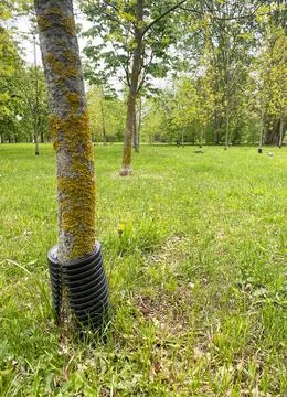 Protective plastic shield around tree trunk in a green park, surrounded by grass Stockfoto's