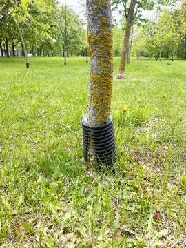 Protective plastic shield surrounding tree trunk in a green park, with grass and Фото