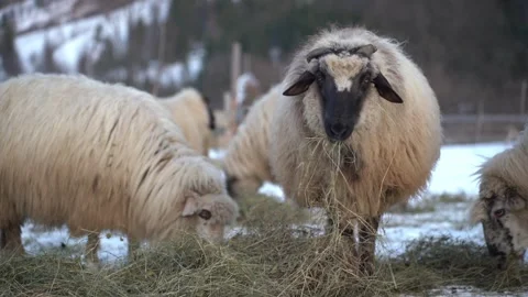 Protective ram looks toward the camera as it feeds on fresh hay spread over the Stock Footage 297872068