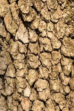 Protective tree bark Stock Photos
