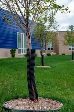 Protective tree wrap used to keep bark from being damaged on young plants Foto stock