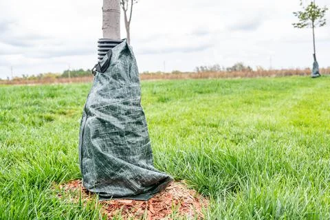 Protective tree wrap used to keep bark from being damaged on young plants Stock Photos