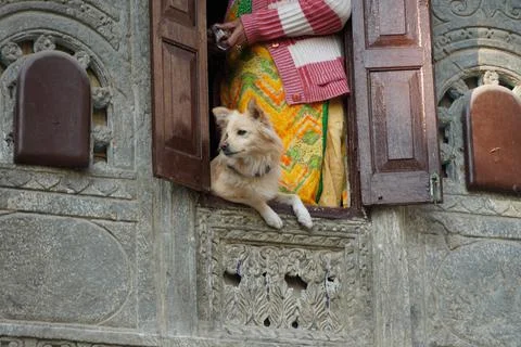 Protective Watch Dog Looking Through His open first floor Window. Cute dog wa Stock Photos