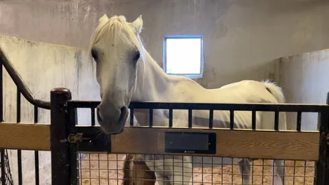 Protective White Mare with Her Foal – Natural Motherly Bond Stock Footage 300451218