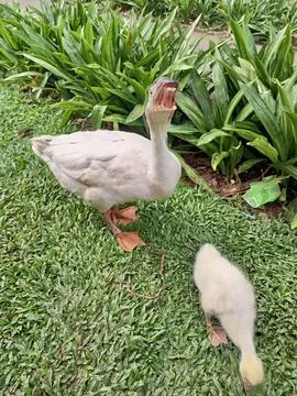 The protector. Stock-Fotos