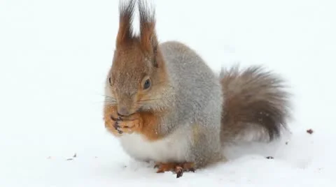 Protein and nuts Video stock 11018252