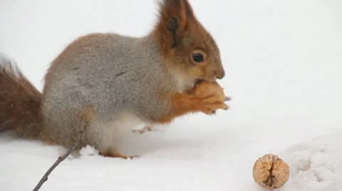 Protein and nuts Video stock 11018254