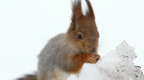 Protein and nuts Video stock 11018257