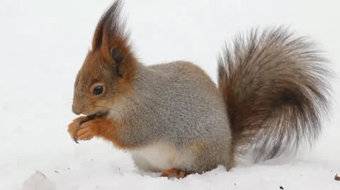 Protein and nuts Video stock 11018258