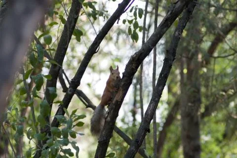 Protein in the branches of trees Stock Photos