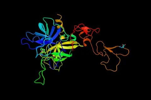 Protein C, a zymogen, the activated form of which plays an important role i.. Stock Illustration