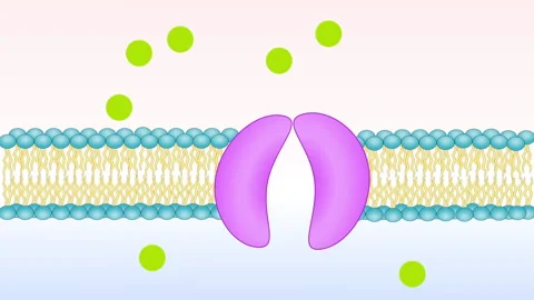 Protein carrier in cell membrane Stock Footage 219544093