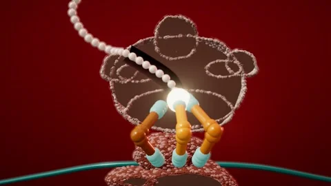 Protein chain threading out of the ribosome exit tunnel cutaway loop Stock-Footage 344635183