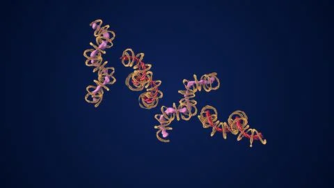 Protein folding is caused by polypeptide chains 库存插图