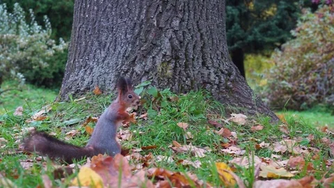 Protein in the forest Stock Footage 72601793