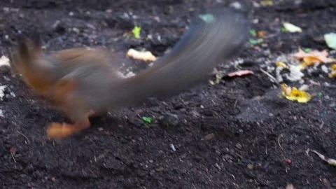 Protein in the forest Stock Footage 72602341