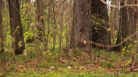 Protein found the lump Stock Footage 85340610