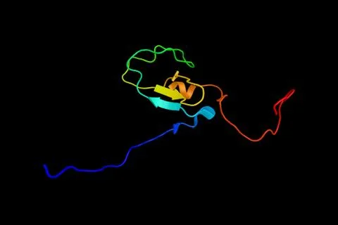 Protein kinase C delta type, an enzyme which serves as a major receptor for.. Illustration