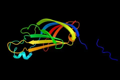Protein kinase C eta type, an enzyme activated by calcium and the second me.. Illustration
