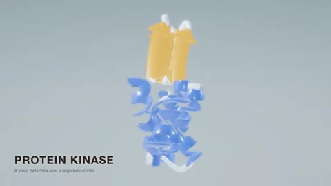 Protein kinase enzyme phosphorylation structure rotating loop 스톡 동영상 343822320