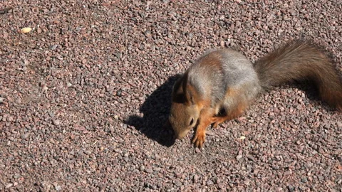Protein is looking for nuts Stock Footage 95058655