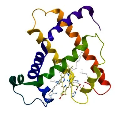 Protein myoglobin 3D molecular model Stock Illustration