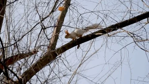 Protein runs on branches of trees Stock Footage 82927425