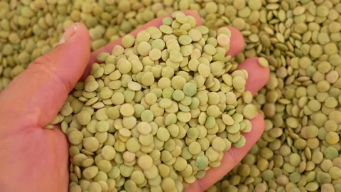 Protein source, natural green dried lentils, useful dried legumes, 動画素材 227548984