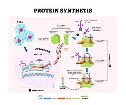Protein Synthesis Diagram Process, labeled transcription, translation proce.. Stock Illustration