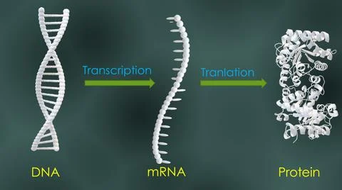 Protein synthesis Stock Illustration