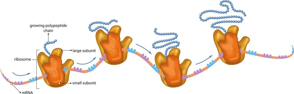 Protein Synthesis Stock Illustration