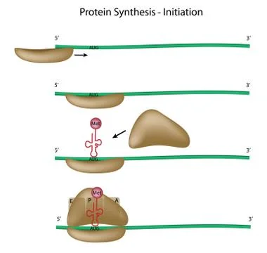 Protein synthesis initiation Stock-Illustration