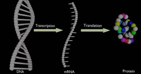 Protein synthesis steps Illustrazione stock