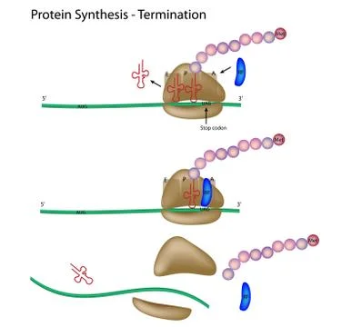 Protein synthesis termination Illustrazione stock