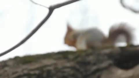 Protein on the tree Video stock 11018256