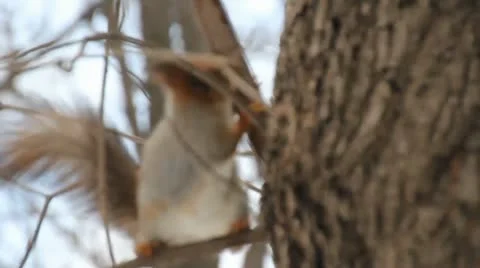 Protein on the tree Video stock 11018259