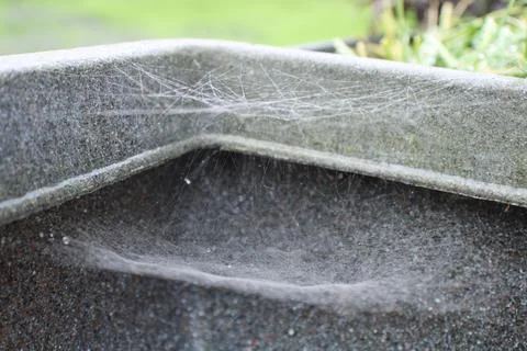Proteinaceous spider silk web, two tier web Stock Photos